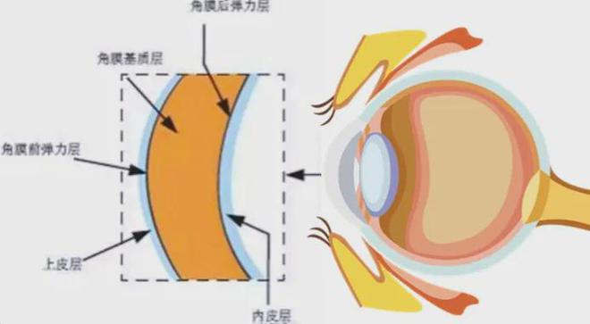 ：为啥总是反复发作难以摆脱？尊龙凯时app干眼症“魔咒”(图2)